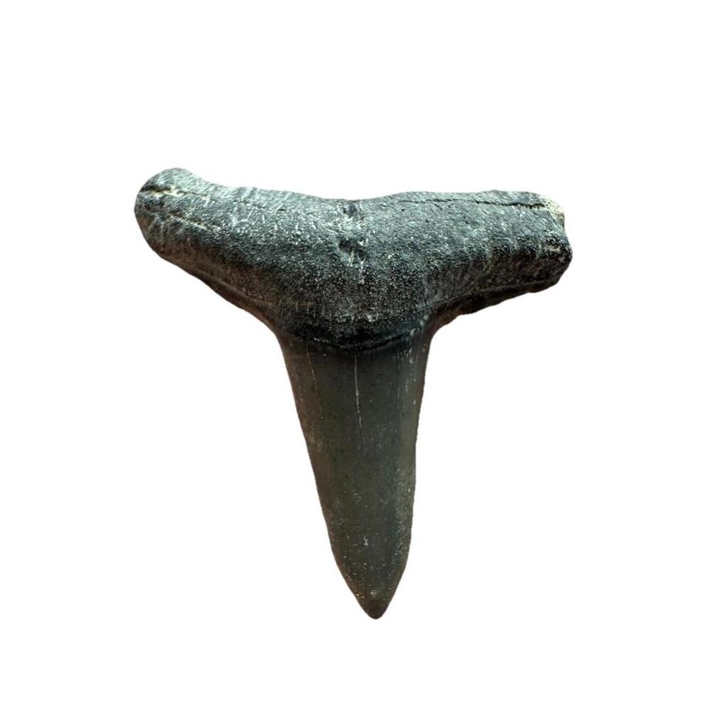 Incredibly Rare Lemon Shark Tooth Found In The Bottom Of Floridas Gulf
